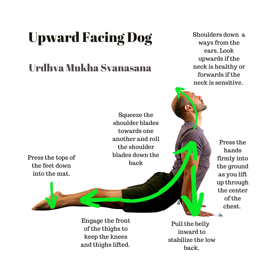 Cobra to Upward-Facing Dog/Bhujangasana to Urdhva Mukha Svanasana |  YogaTherapyALaCarte